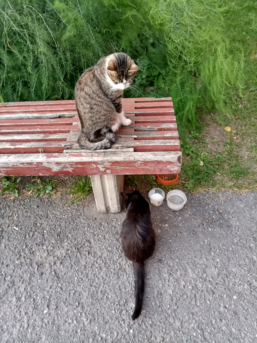 Кот Буся и кошка Багира скоро поедут по домам