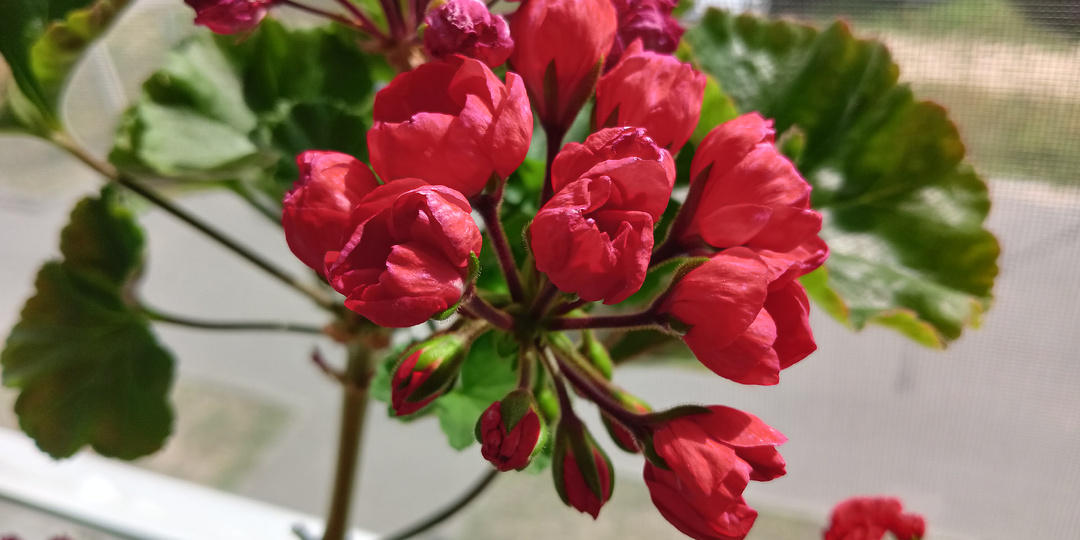 Вовремя пересадить укоренённые черенки Пеларгонии Герани