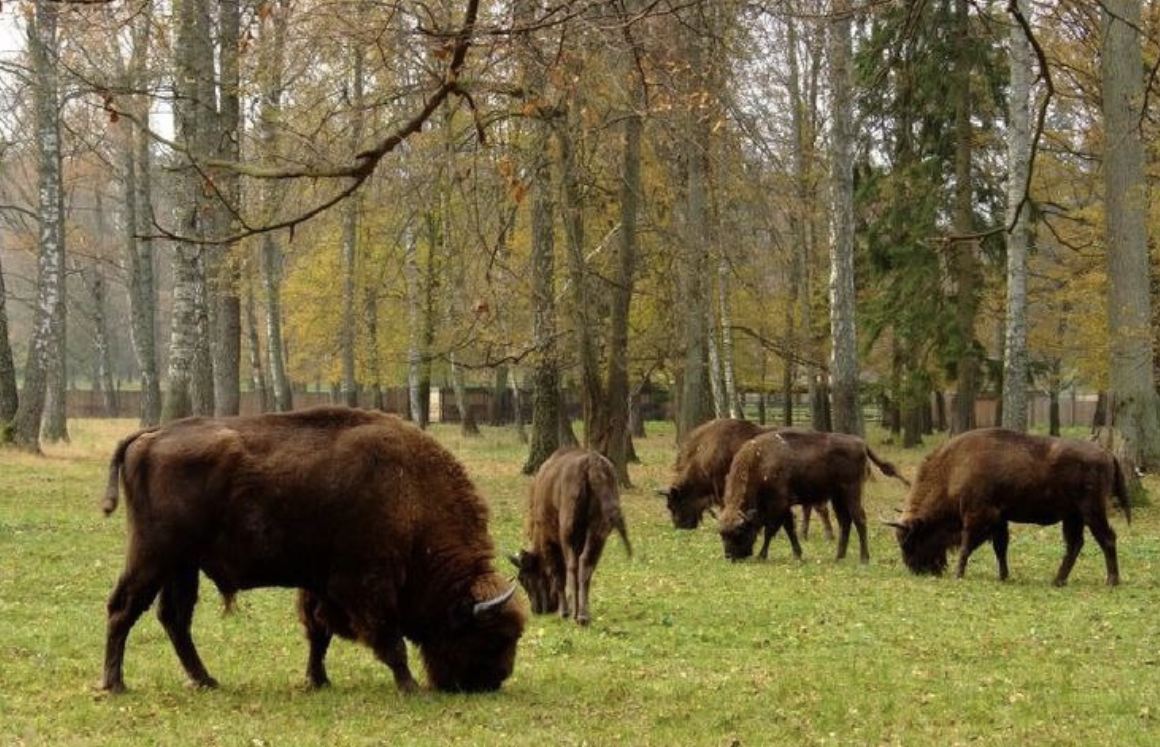 Источник https://ru.pinterest.com/pin/597149231822210608/