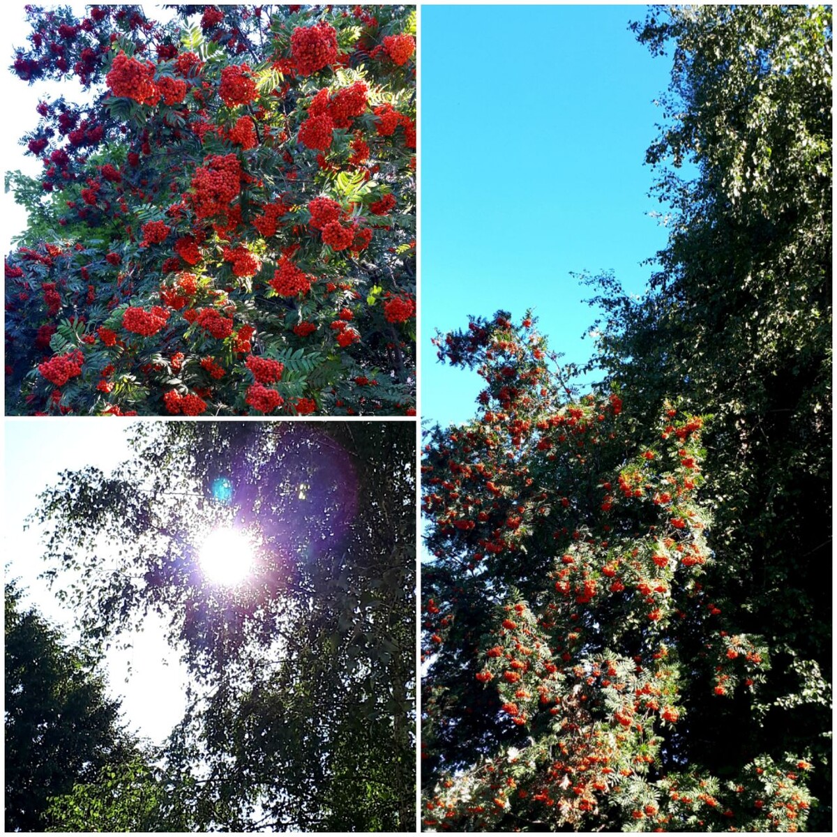 Коллаж автора статьи 13.08.2025г.