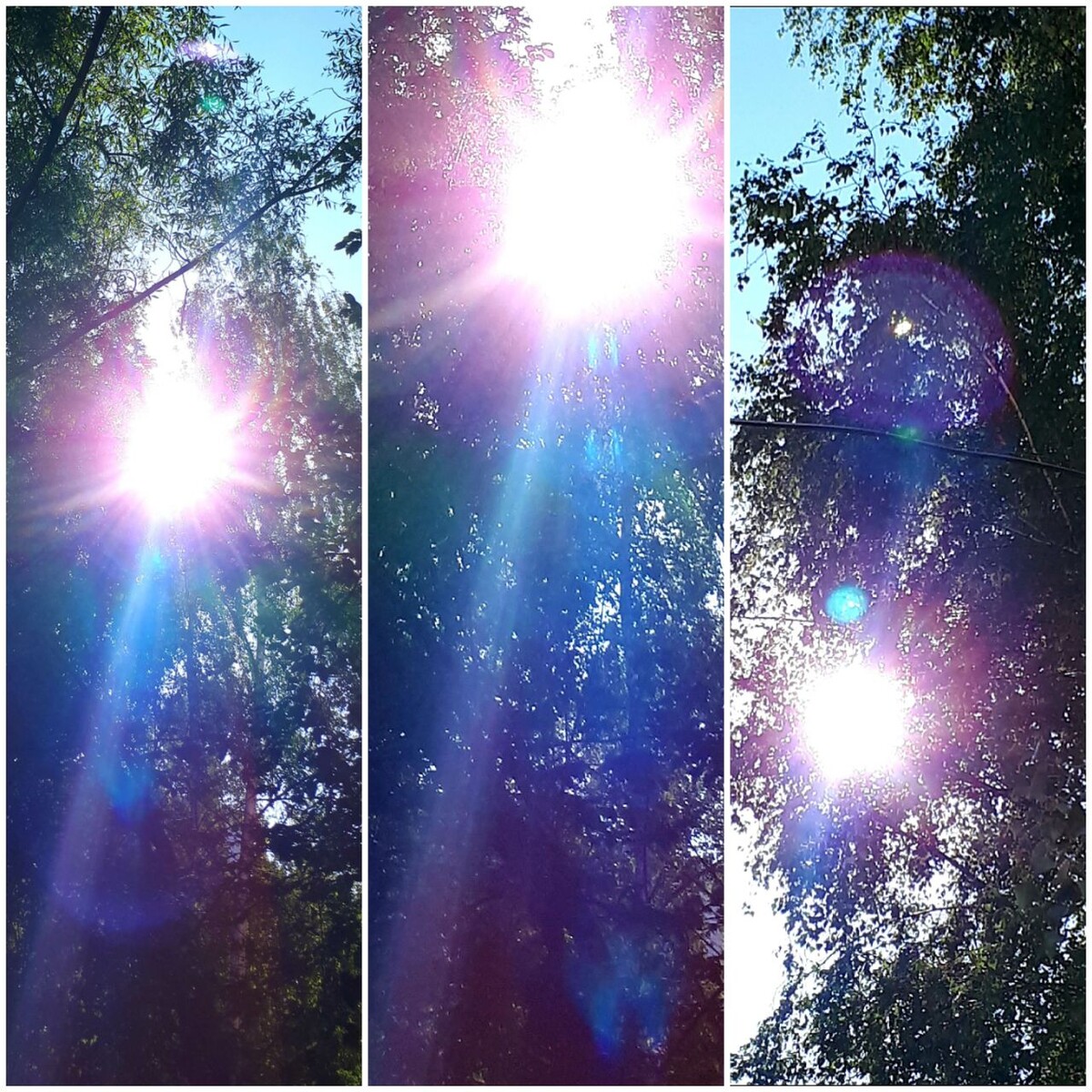 Коллаж автора статьи 13.08.2025г.