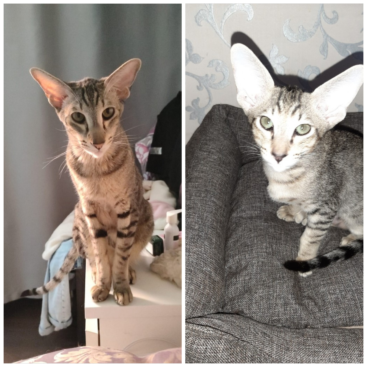 Справа-малыш, слева уже три года 