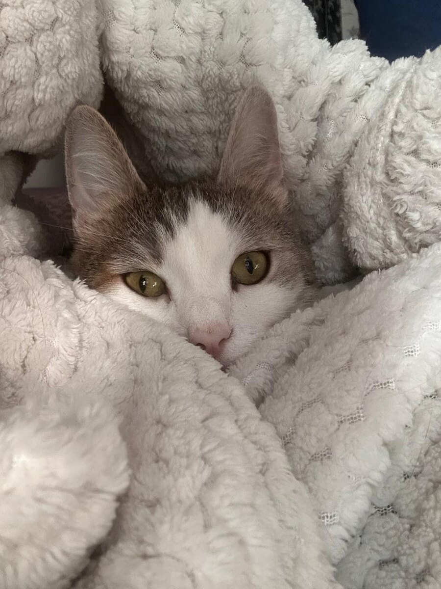 Мишка зарылся в плед