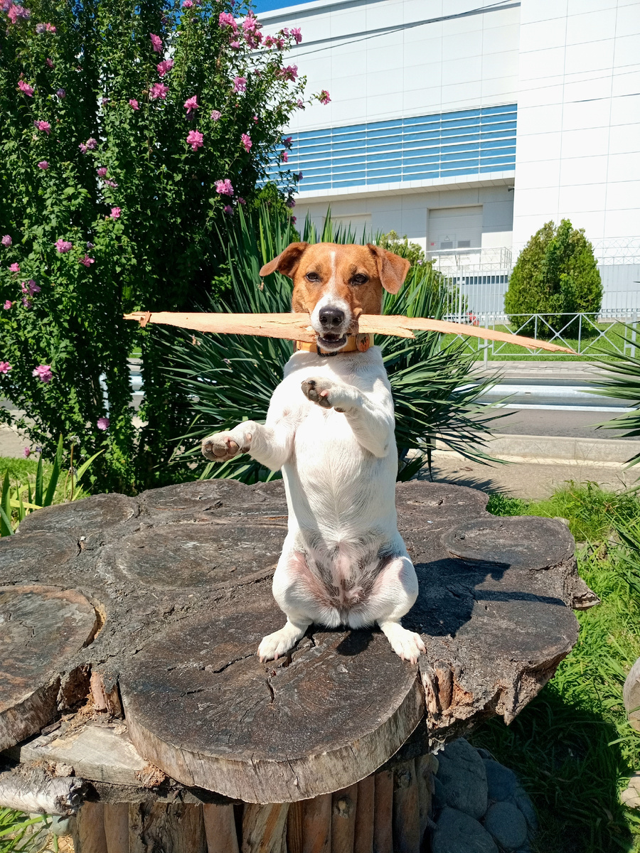 Джек-Рассел Жасмин 🐕 держит в зубах палку, при этом выполняет, с палкой в зубах, различные трюки!