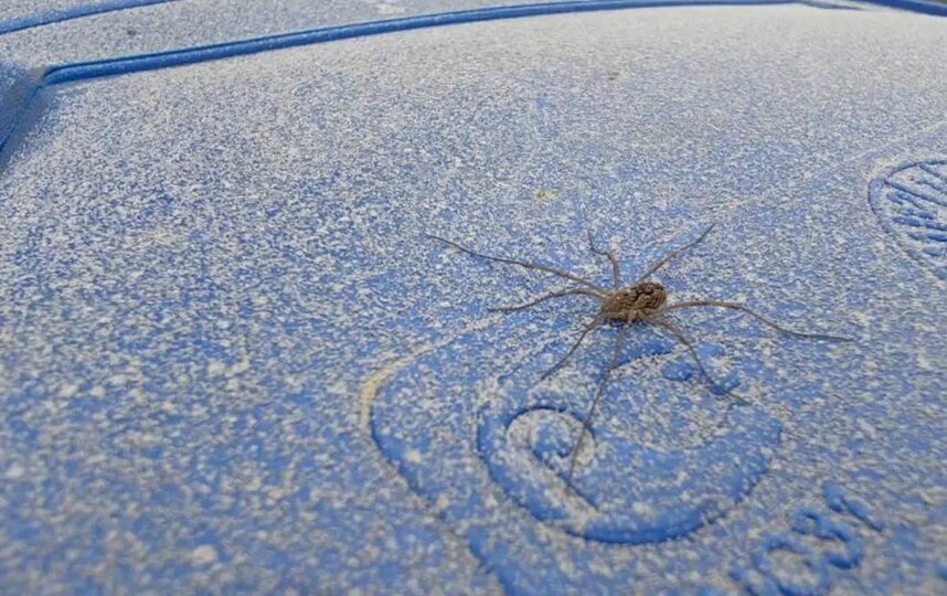    Последствия пеплопада