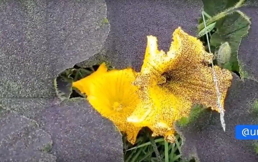    Последствия пеплопада