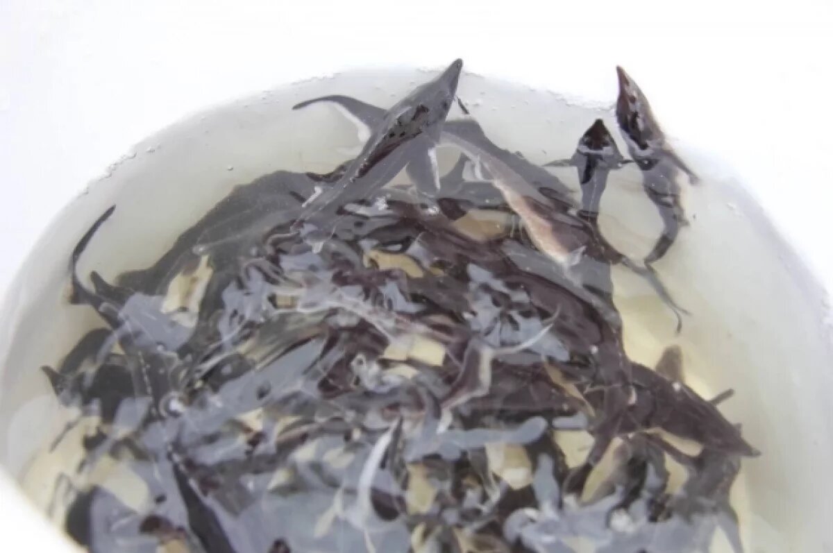    Олигарх Грачев восстановил популяцию краснокнижной рыбы в Волгограде