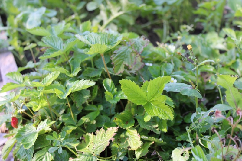 Кустам уставшей ремонтантной земляники 3 года. Личное фото автора. Август. Подмосковье