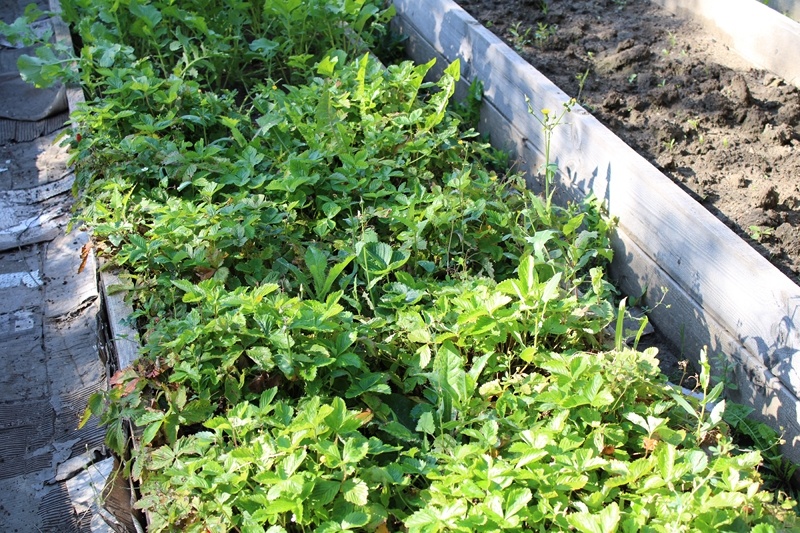 Грядка с трехлетними кустами земляники