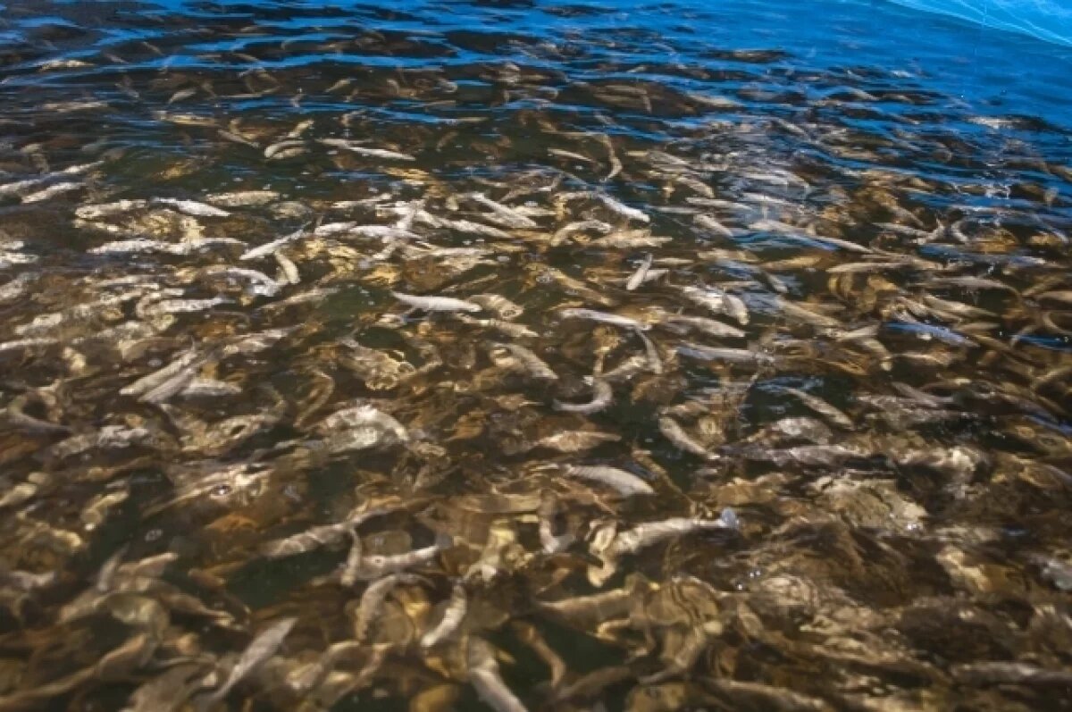    В Крыму отдельные рыбные хозяйства получат государственную поддержку