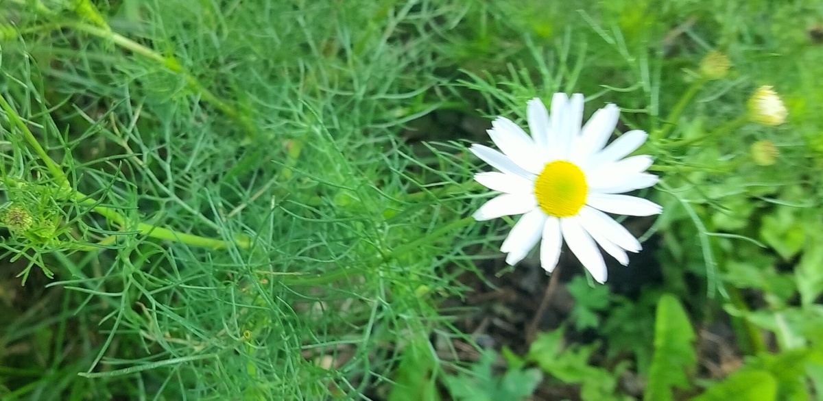 Забывайте обиды, никогда не забывайте доброту" - Конфуций. 