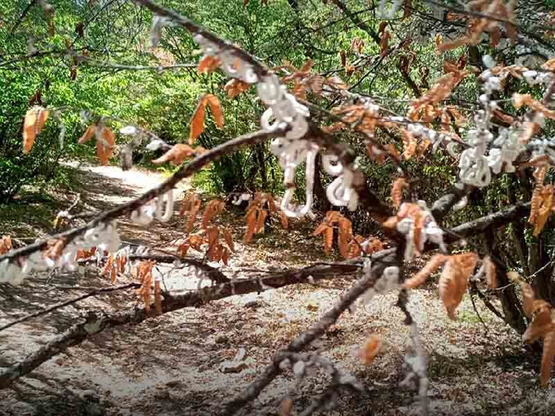 Фото: ЦЗЛ Республики Крым