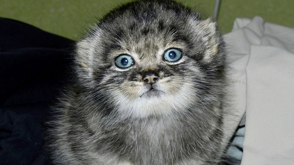 Знаменитый манулёнок Дашка — про неё есть целый цикл статей на нашем канале ⤵️