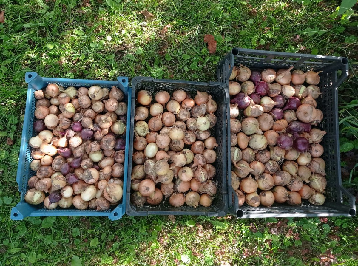 Лук. Урожай 2025.