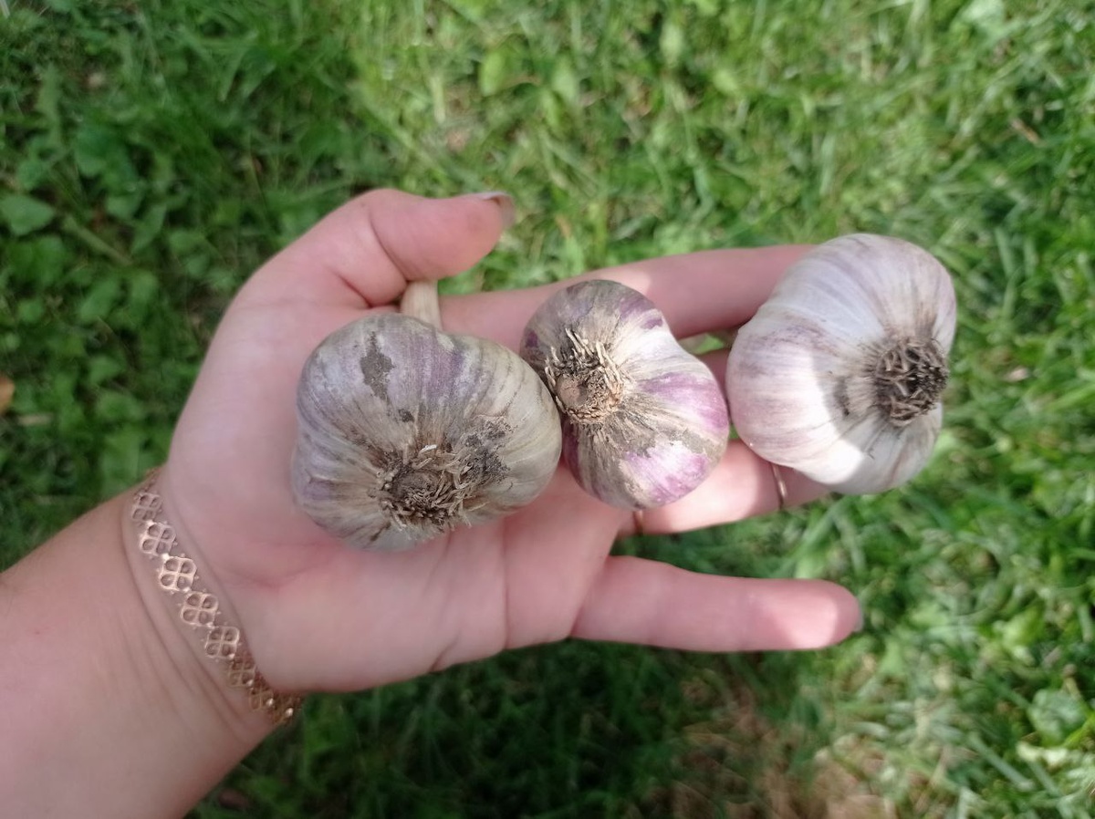 Чесночные головки поближе. 