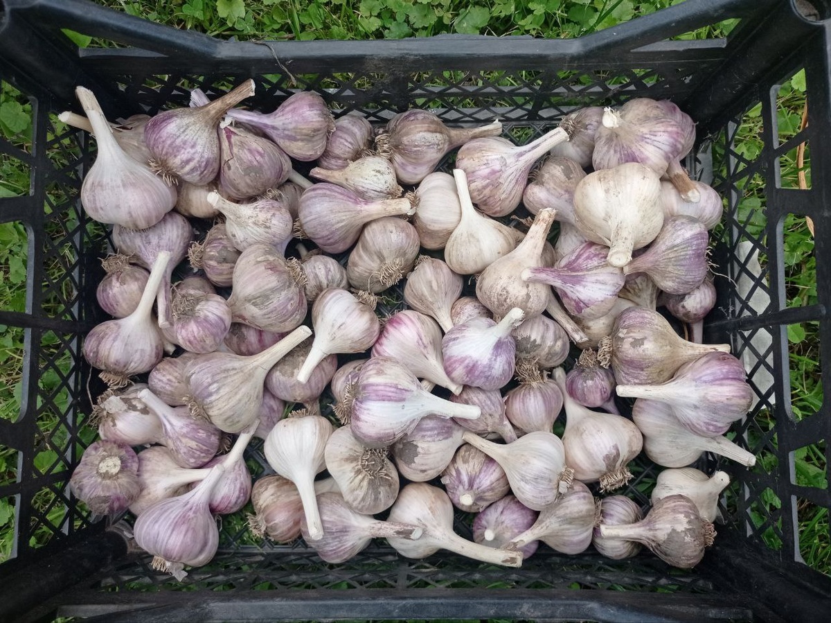 Общий урожай чеснока