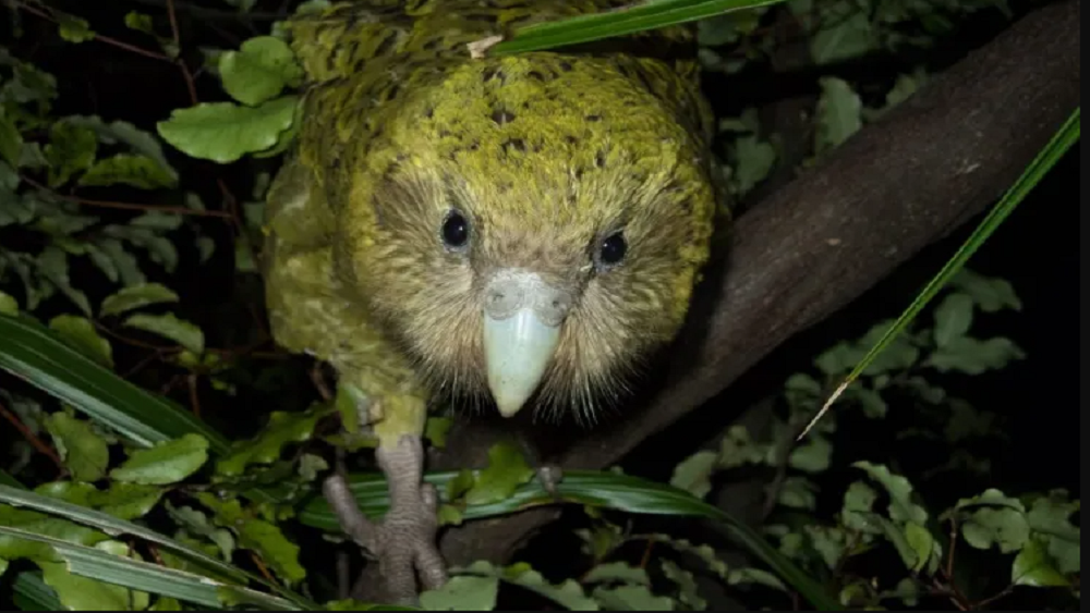     Фото: Andrew Digby/New Zealand Department of Conservation