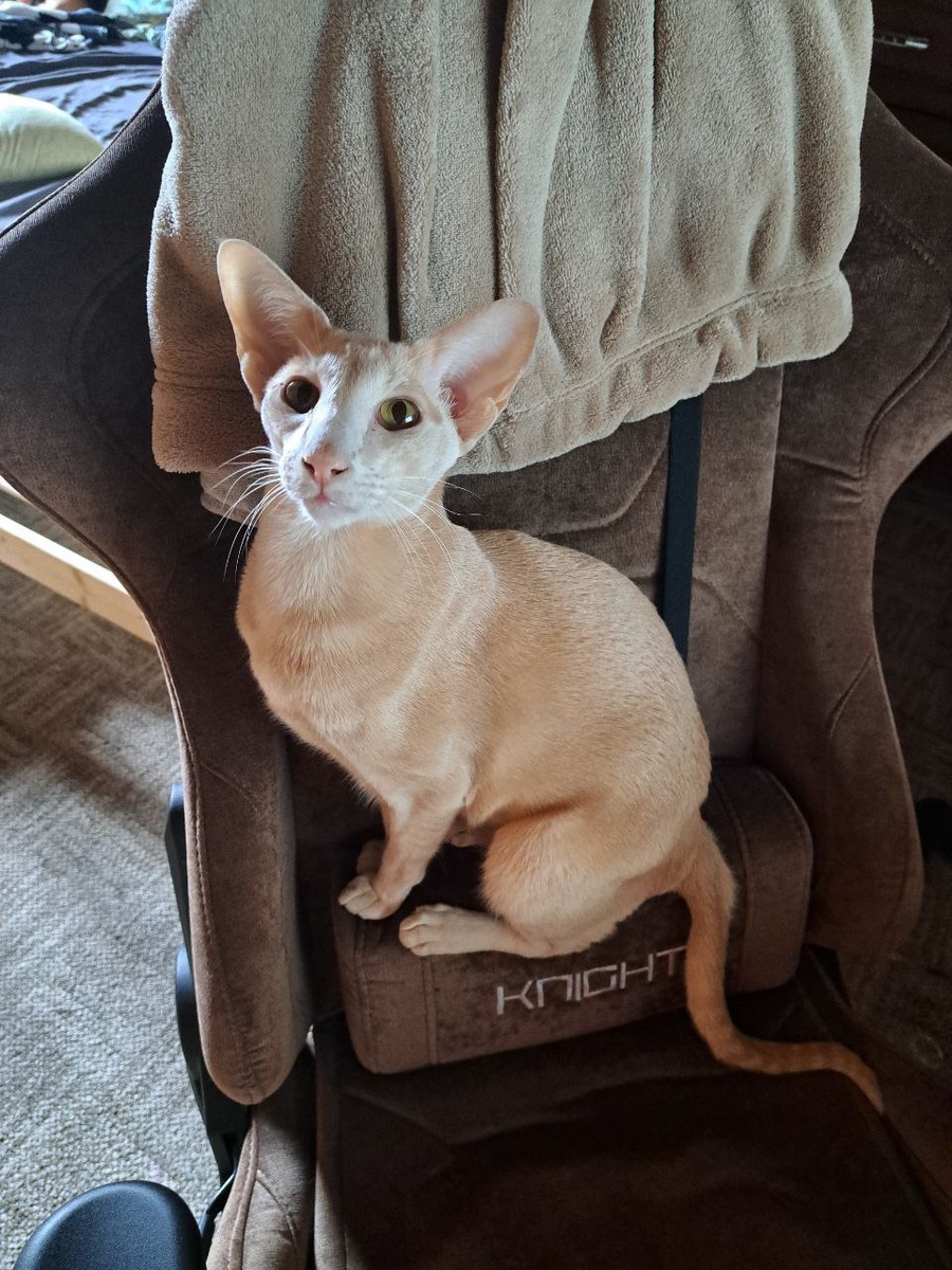 Вот такой у меня был исходник