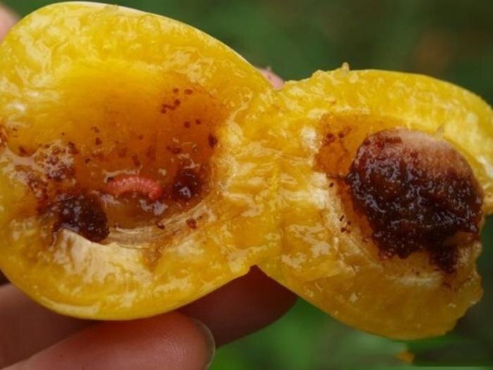     Фото: oren-refcentr.ru