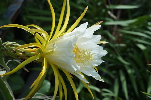    Жёлто-белый цветок привлёк внимания нижегородцев