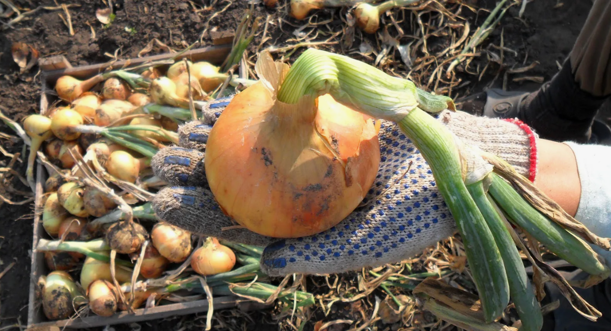 уборка лука