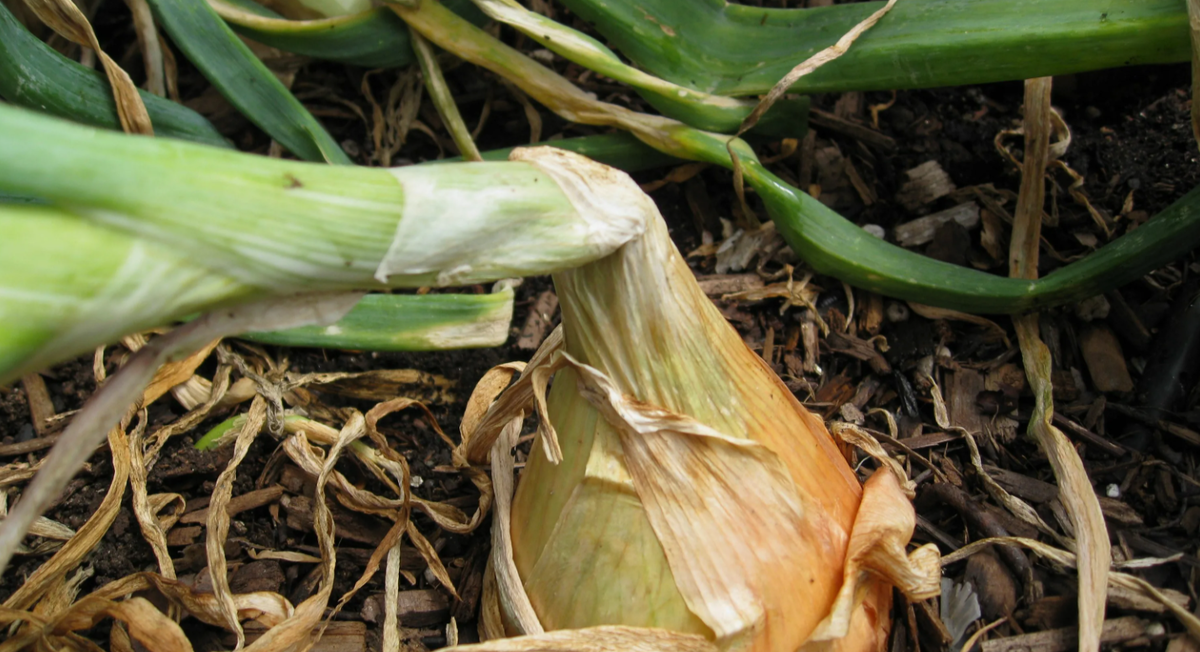 Определение готовности лука к уборке