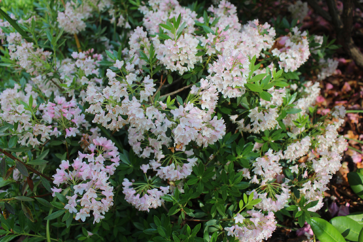 Это тоже рододендрон!Только рододендрон мелкоцветковый "Bloombux", я снимала его в саду И.Пшеничниковой в июне. О редких сортах ее сада, дизайнерских находках  и методах зимнего укрытия обязательно будет рассказ на канале