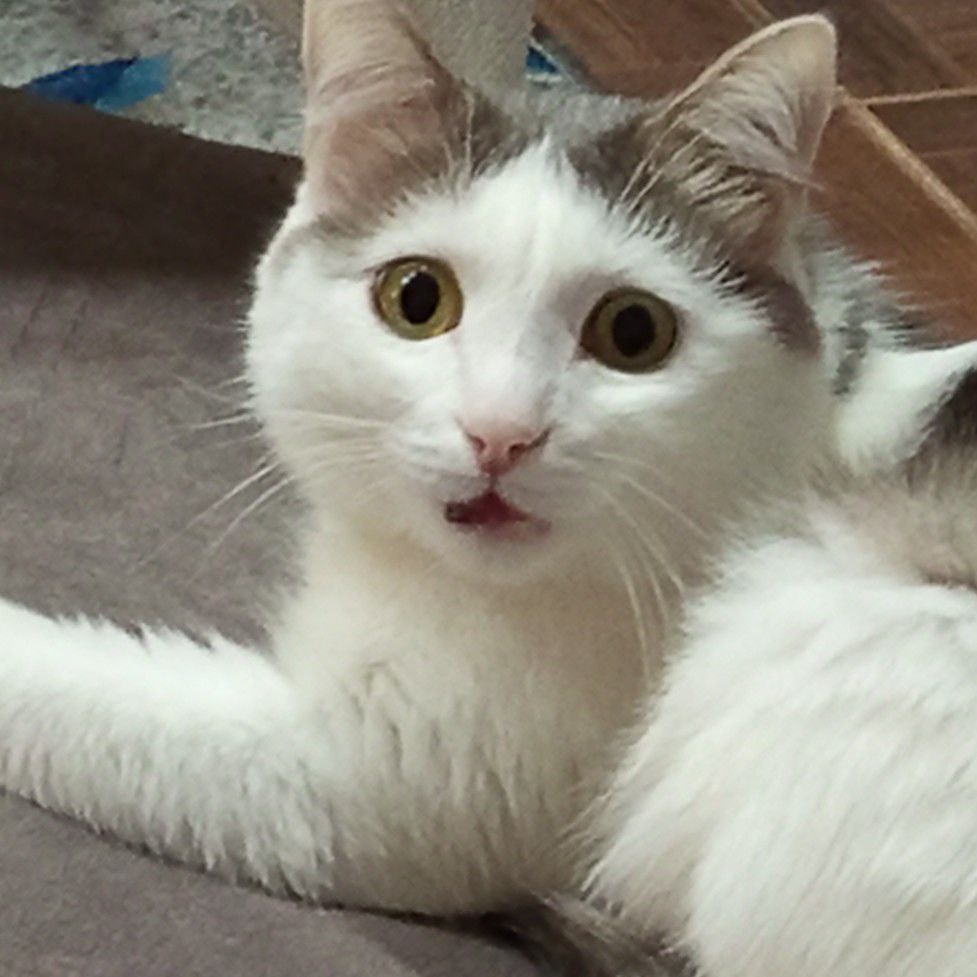 Даже кот в шоке с их оценки