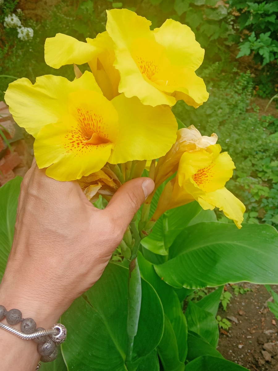 Канна Ричард Уолес - фото мое