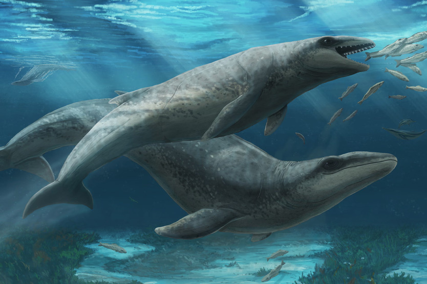     Фото: Ruairidh Duncan / Museums Victoria