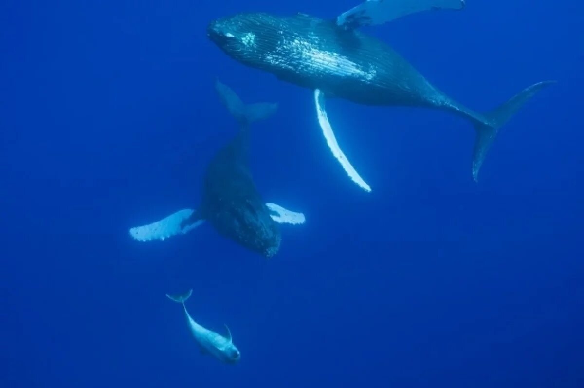    Ученые из Австралии рассказали, что киты и дельфины думают друг о друге