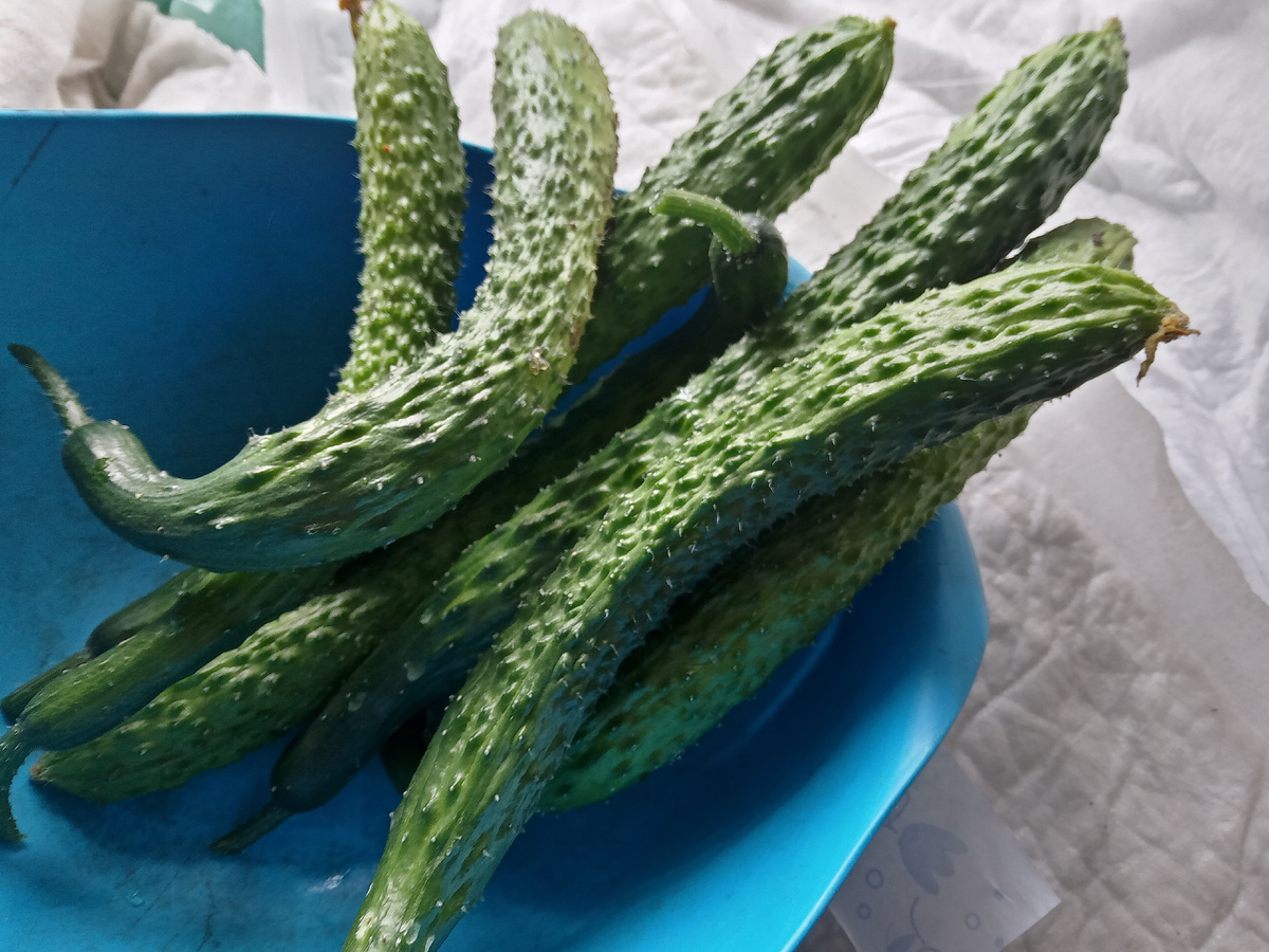 Даже не доращиваю до стандартной длины приближающейся к 40 см, едим пока нежные, но в банку все равно не лезут по высоте. Вот в двухлитровую по высоте как раз, но не надо!