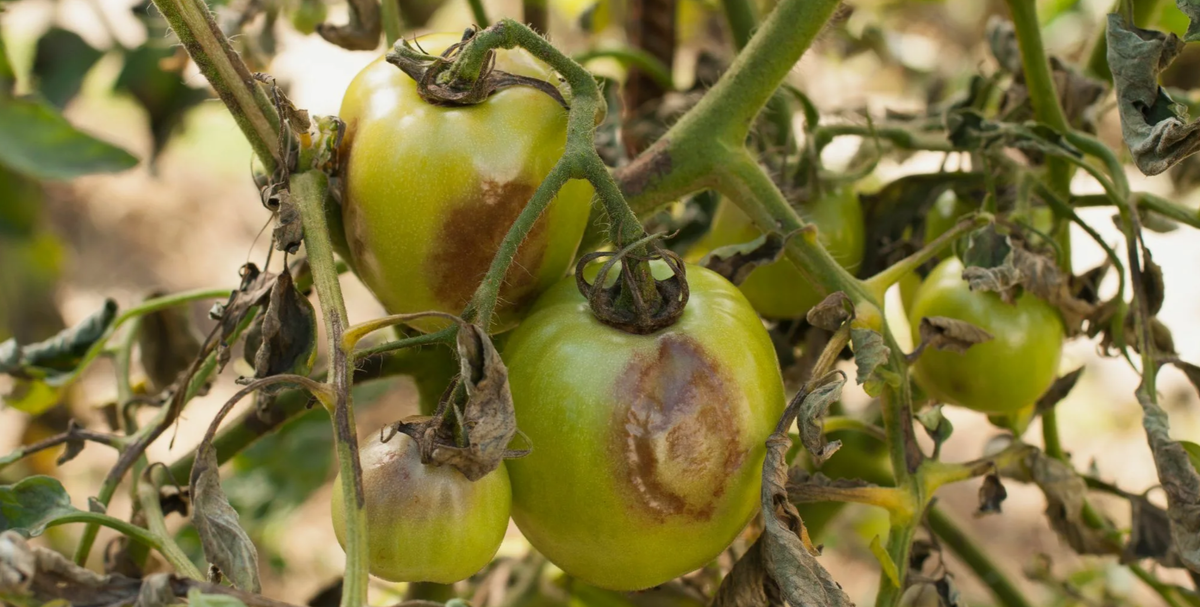 незреет томат поражен болезнью