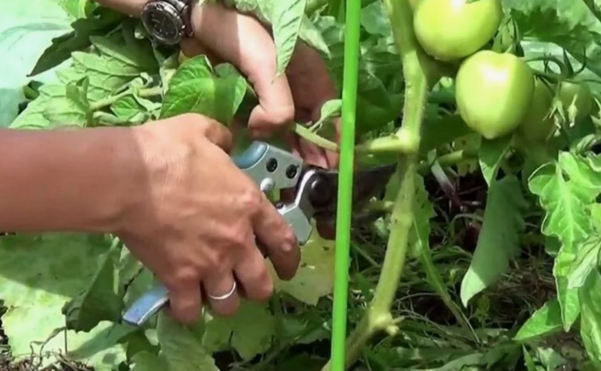 обрезка листьев у томатов до первой кисти