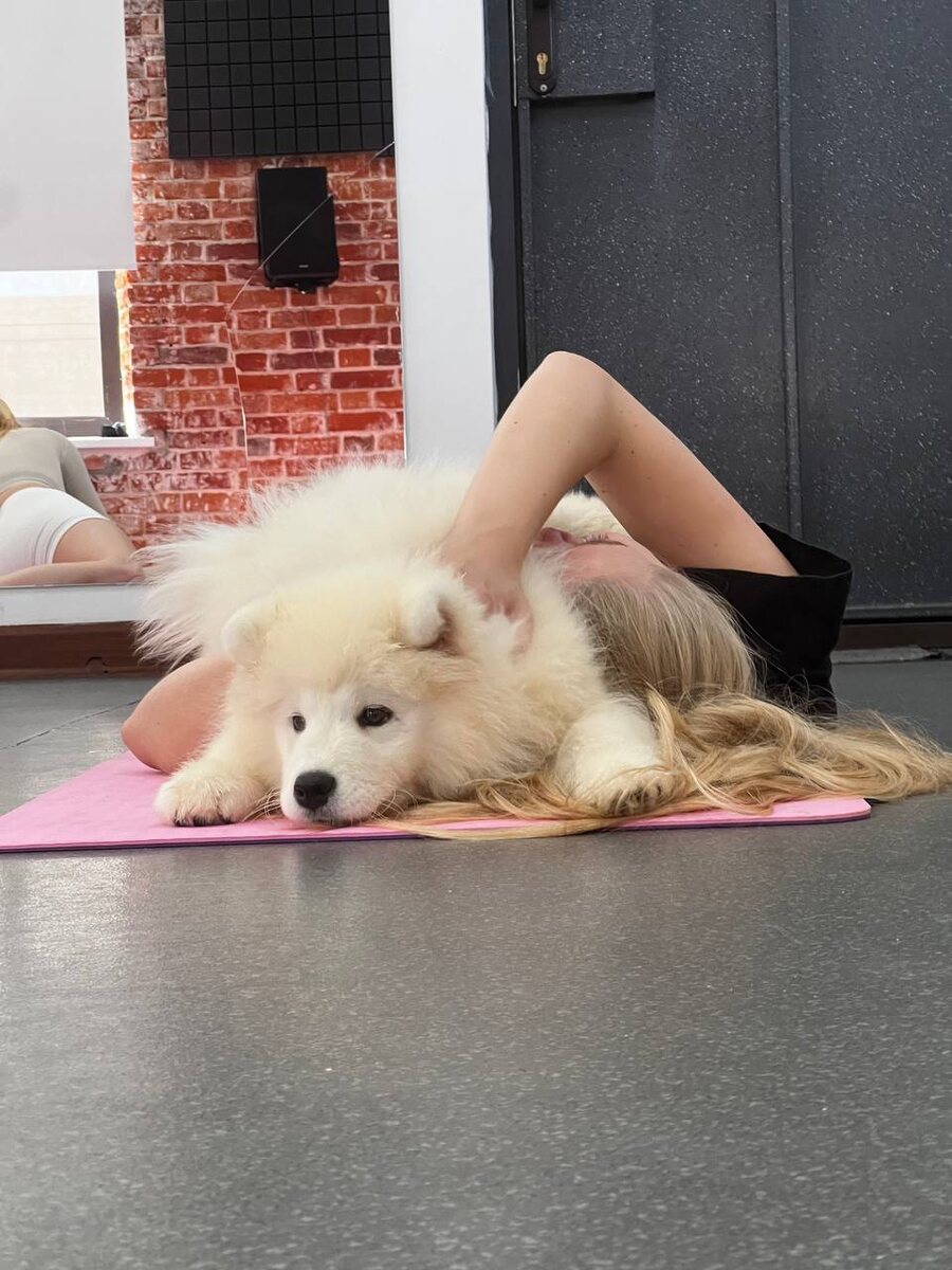 Йога с самоедами