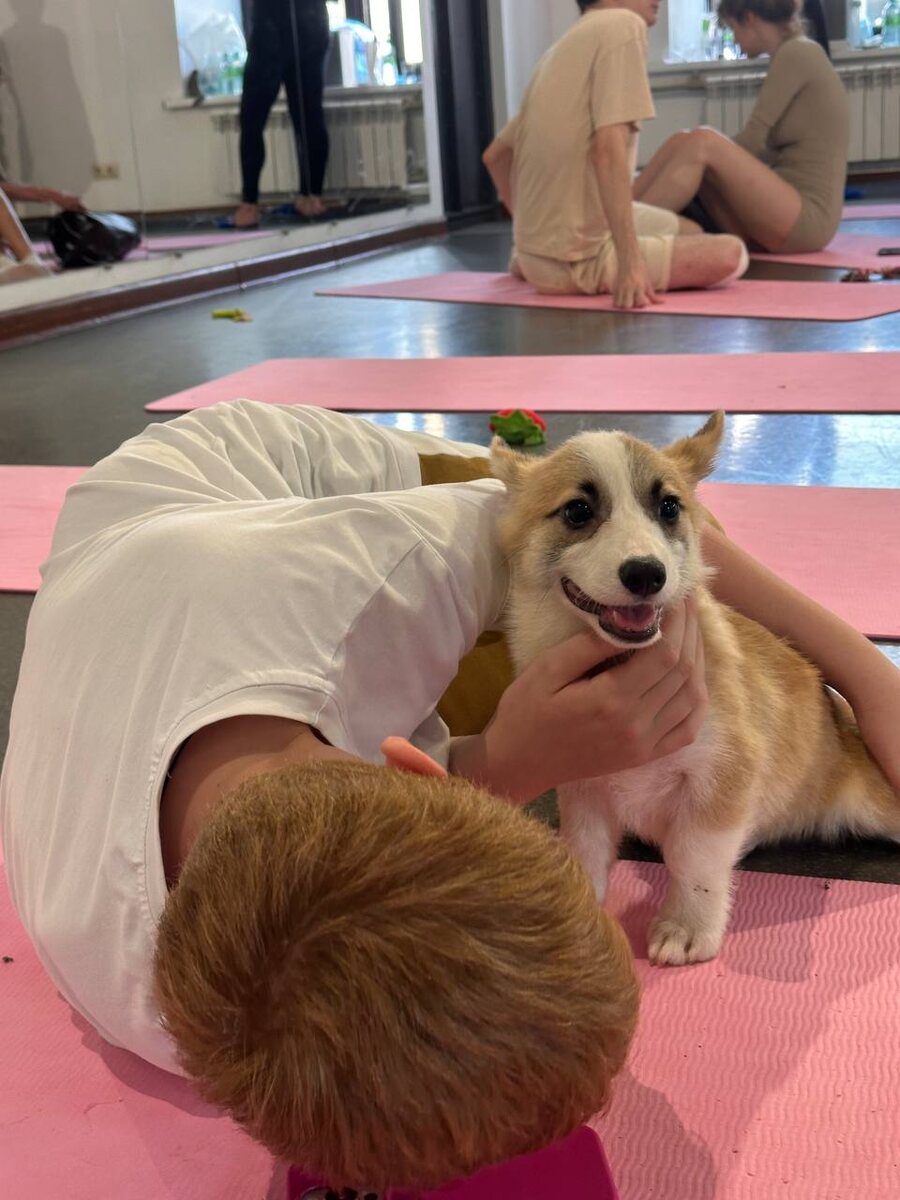 Йога с корги