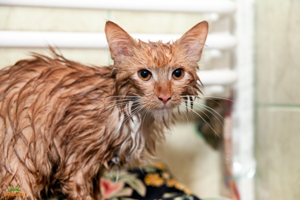 Кошка после мытья