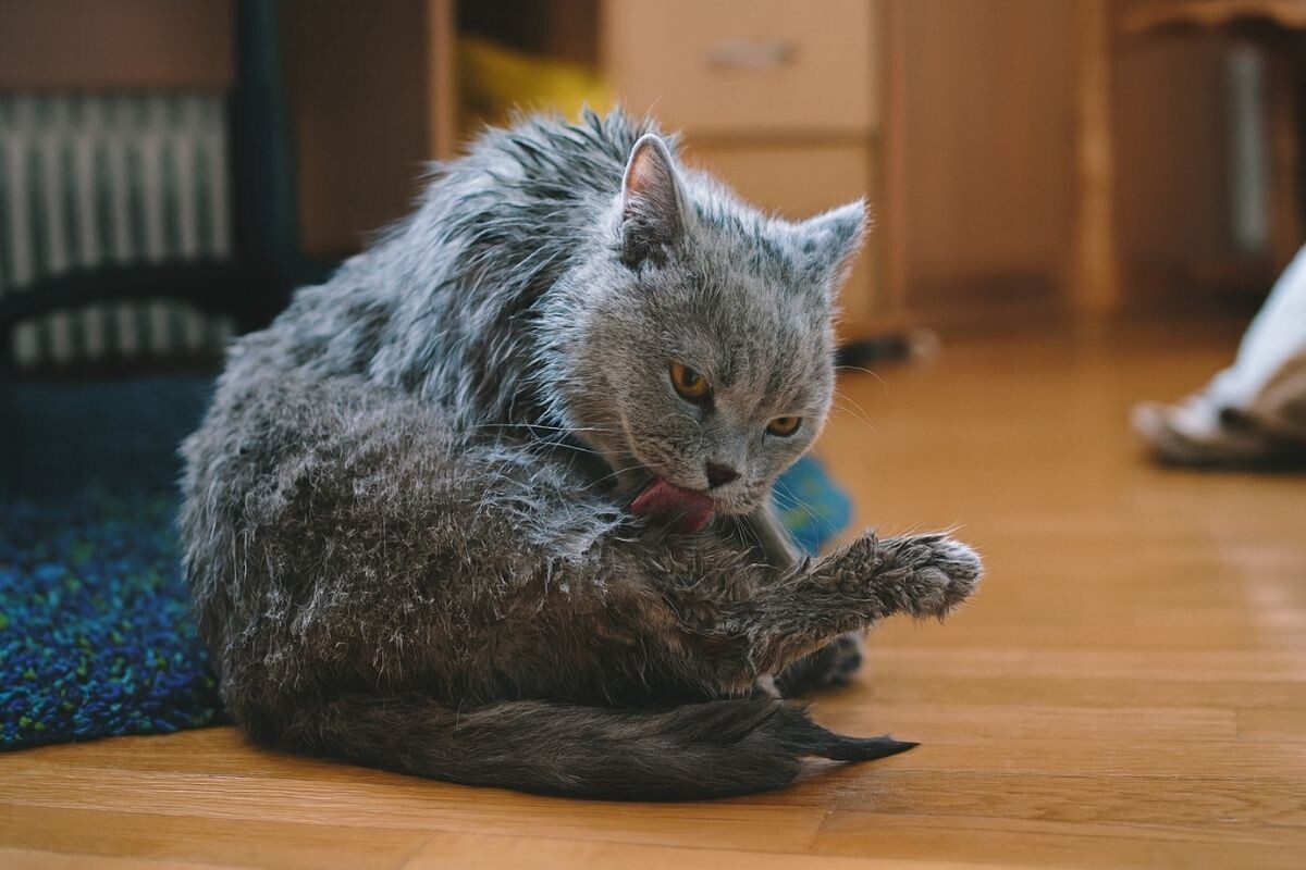 Мокрый кот вылизывается