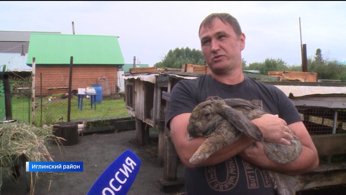    "Вести" узнали, почему разведение кроликов никогда не станет массовым явлением