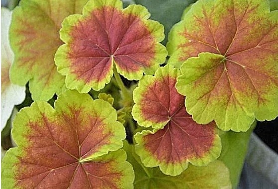 Это листва летняя