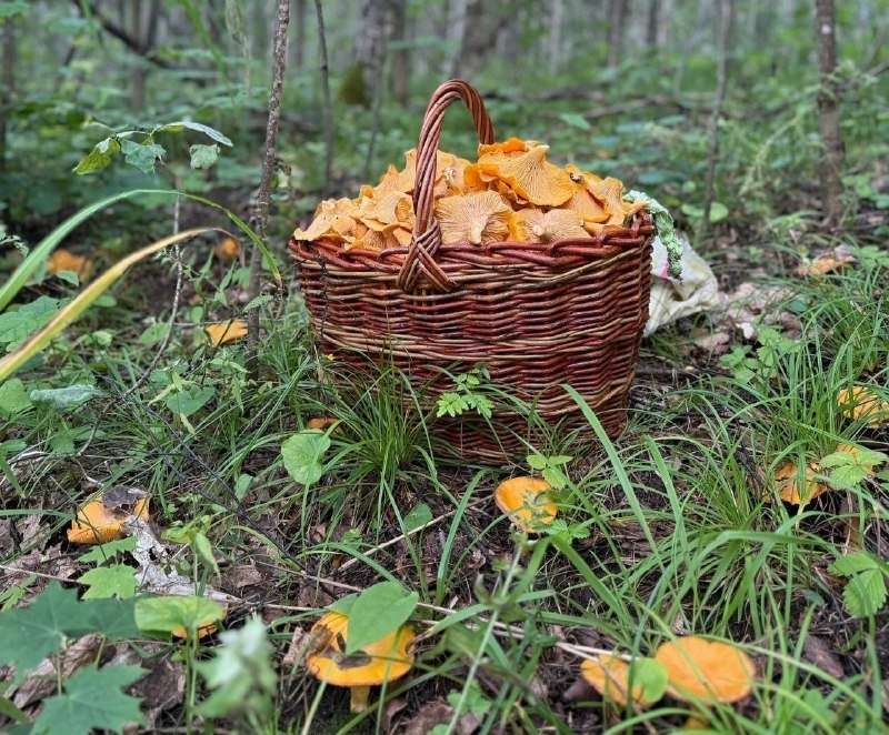    На данный момент лисички преобладают в нижегородских лесах