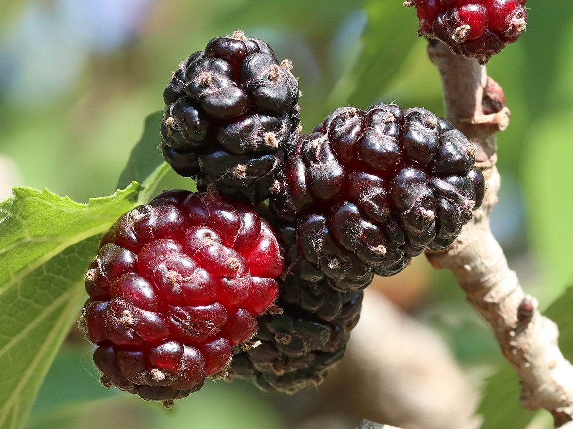 Шелковица черная. Фото: Александр Фатерыга, plantarium.ru