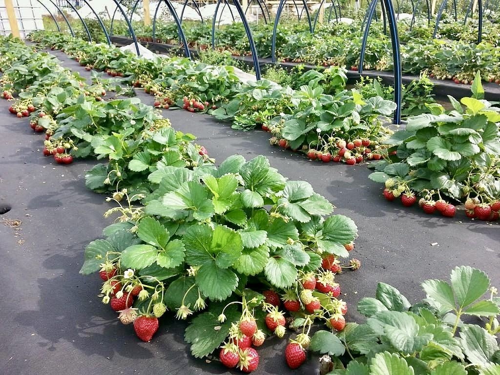 фото из открытого источника