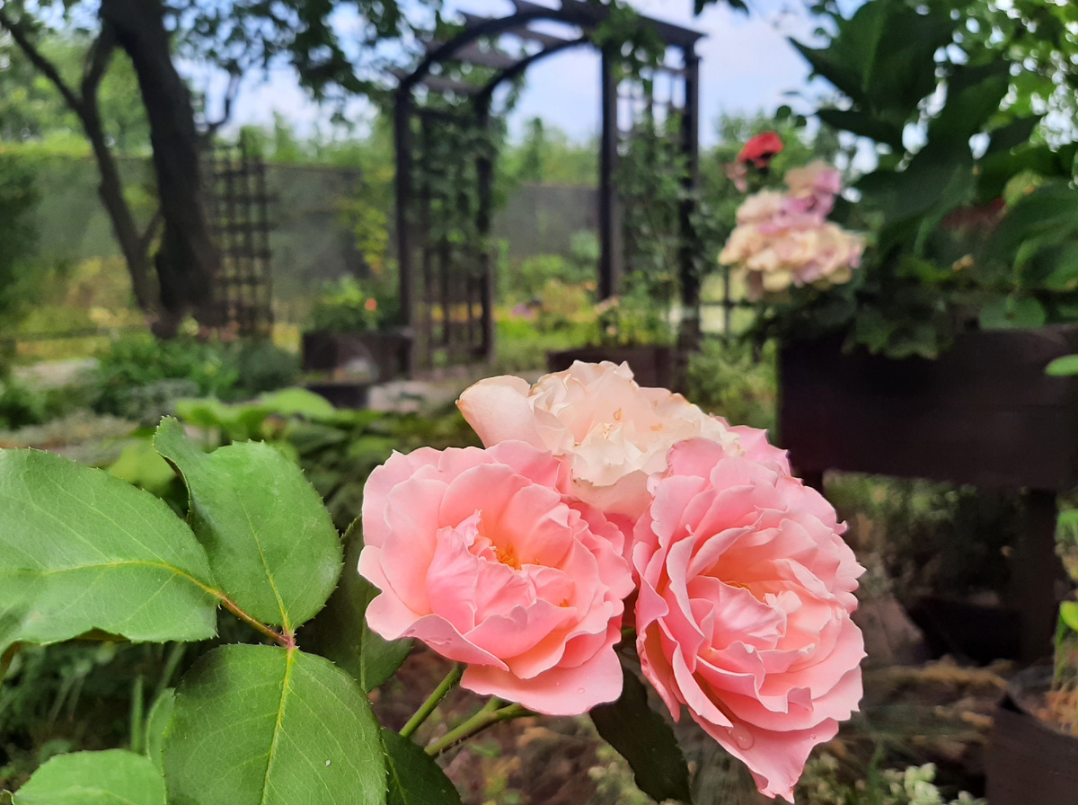 Роза Porcelaine d'Orient (Daphne)