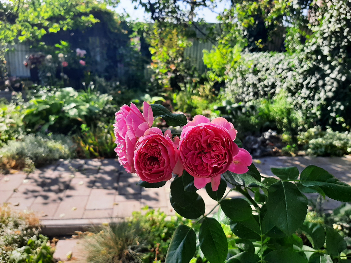 С утра успела сфотографировать в приличном виде