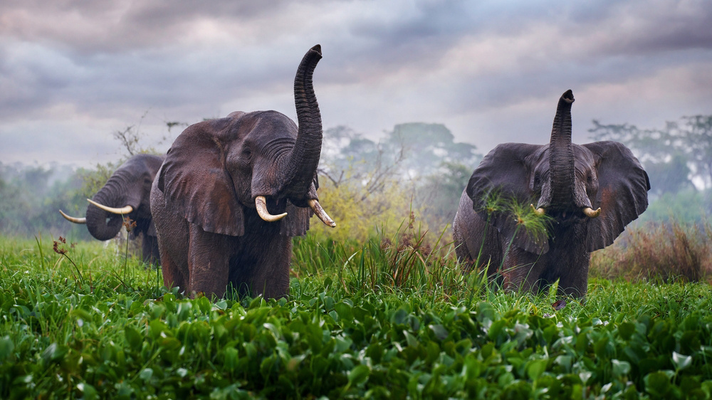     Фото: Ondrej Prosicky/Shutterstock/FOTODOM