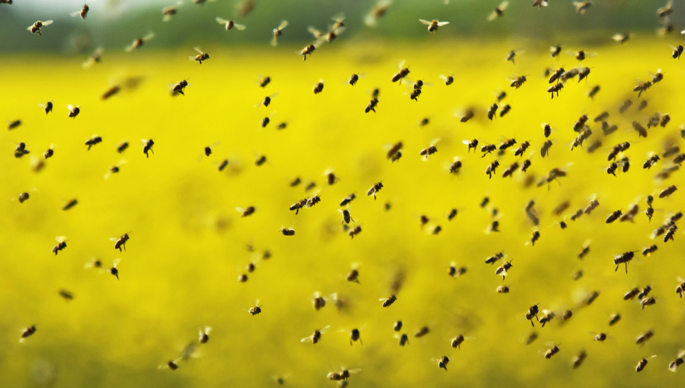     Фото: goran cakmazovic/Shutterstock/FOTODOM