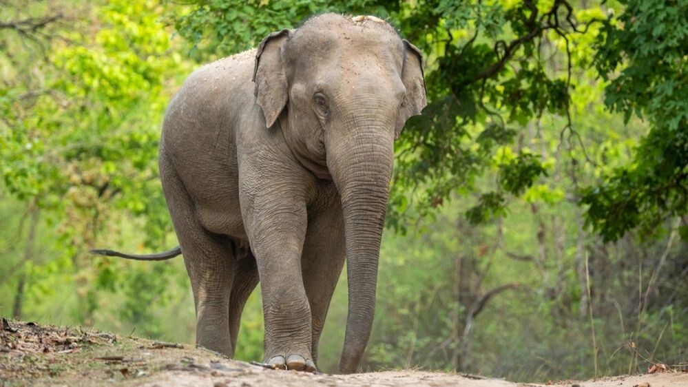    Фото: Sourabh Bharti/Shutterstock/Fotodom
