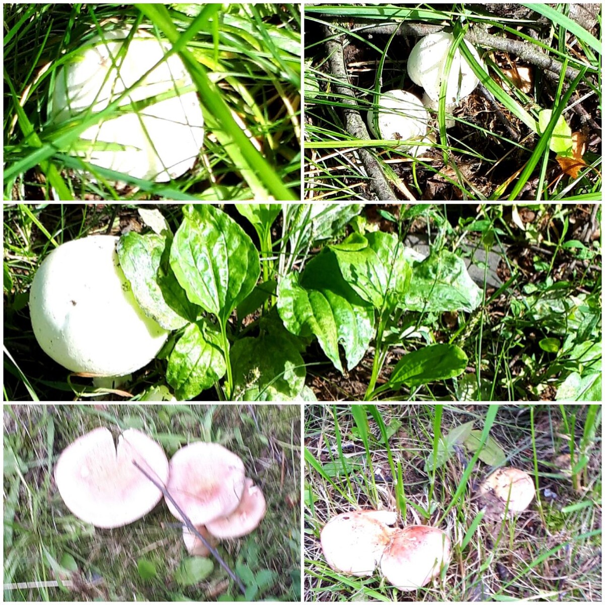 Коллаж автора статьи 13.08.2025г.