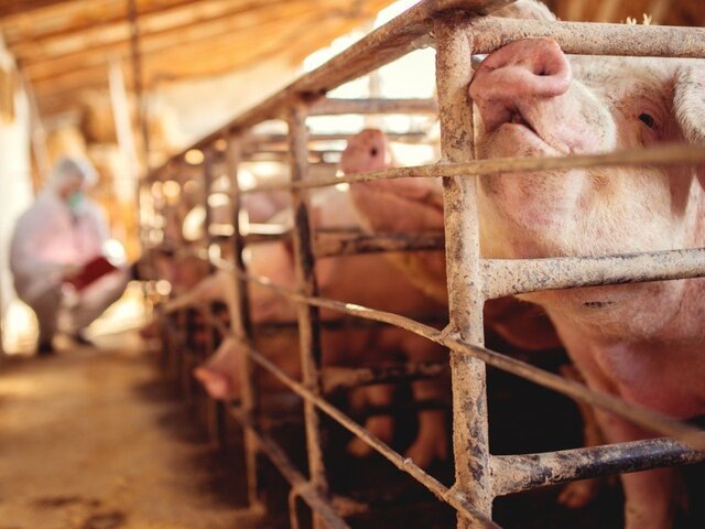    Фото: depositphotos/dusanpetkovic